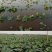 莲藕苗莲花苗观赏荷花种藕莲藕种苗盆栽太空藕种巨无霸藕种