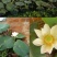 莲藕苗莲花苗观赏荷花种藕莲藕种苗盆栽太空藕种巨无霸藕种
