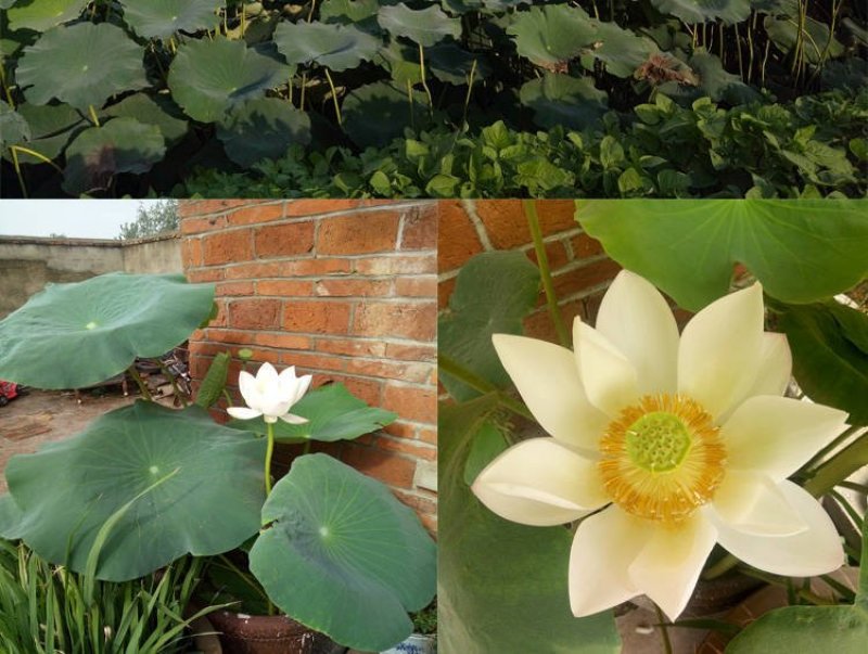 莲藕苗莲花苗观赏荷花种藕莲藕种苗盆栽太空藕种巨无霸藕种