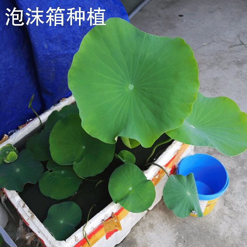 莲藕苗莲花苗观赏荷花种藕莲藕种苗盆栽太空藕种巨无霸藕种