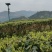 正宗云南普洱茶2020年新茶