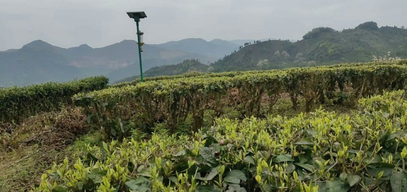 正宗云南普洱茶2020年新茶