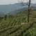 正宗云南普洱茶2020年新茶