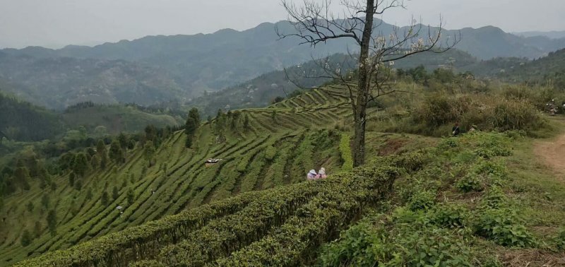 正宗云南普洱茶2020年新茶
