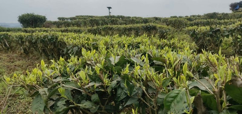 正宗云南普洱茶2020年新茶