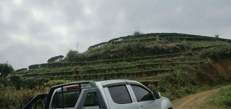 正宗云南普洱茶2020年新茶