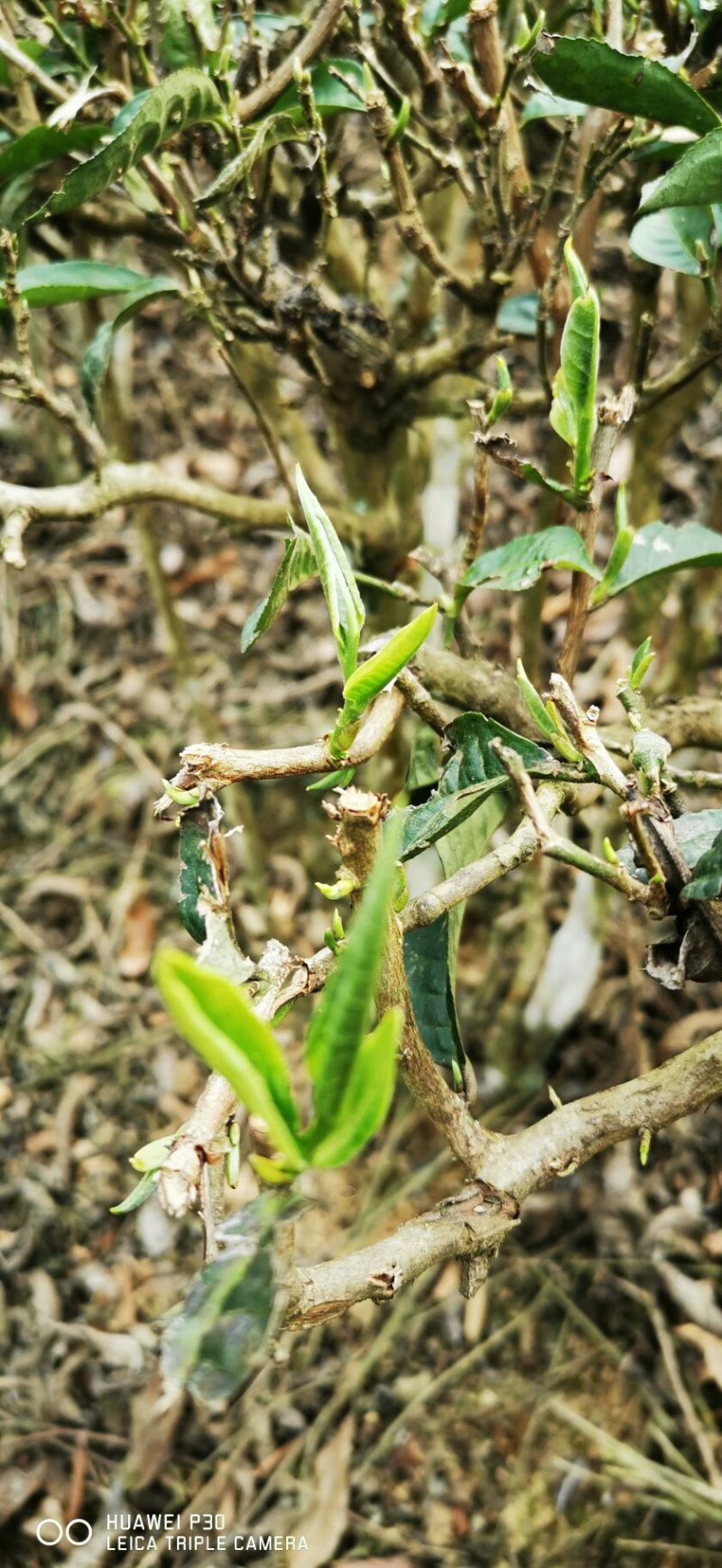 云南绿茶2020年新茶
