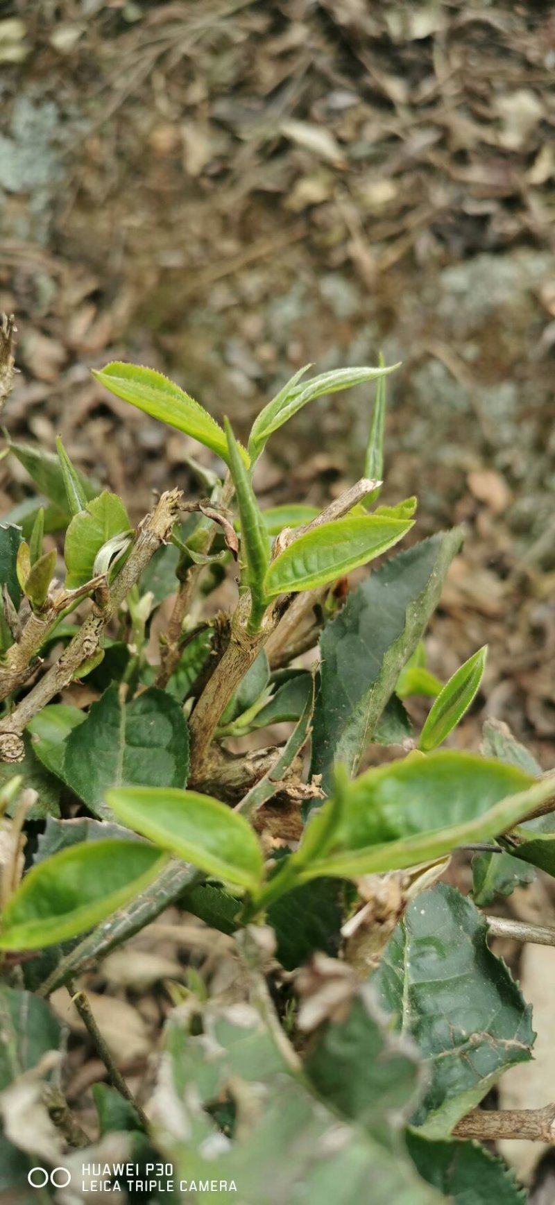 云南绿茶2020年新茶