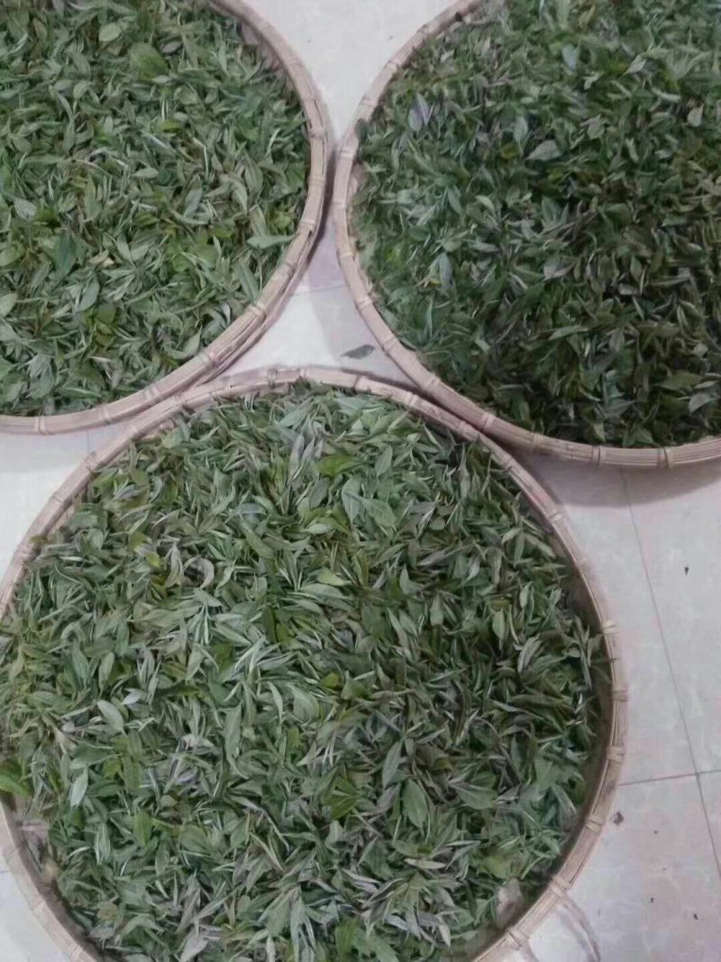 碧螺春茶农自产自销