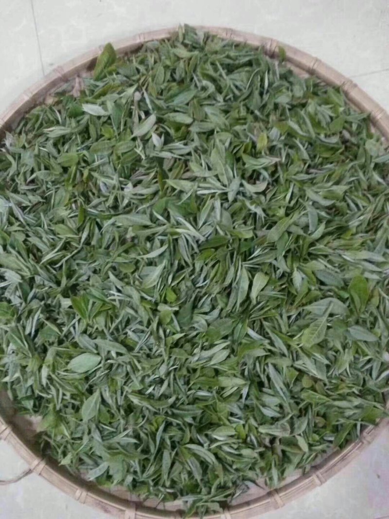 碧螺春茶农自产自销