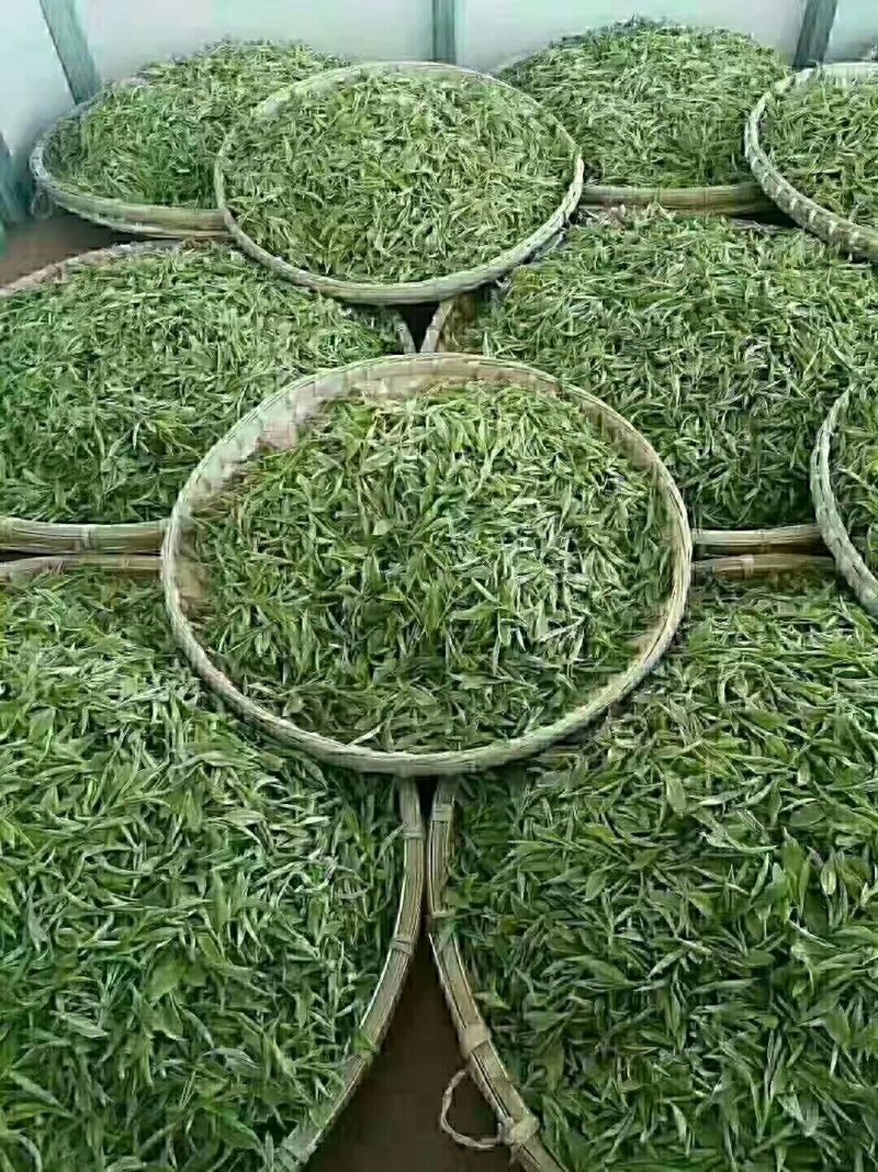 碧螺春茶农自产自销