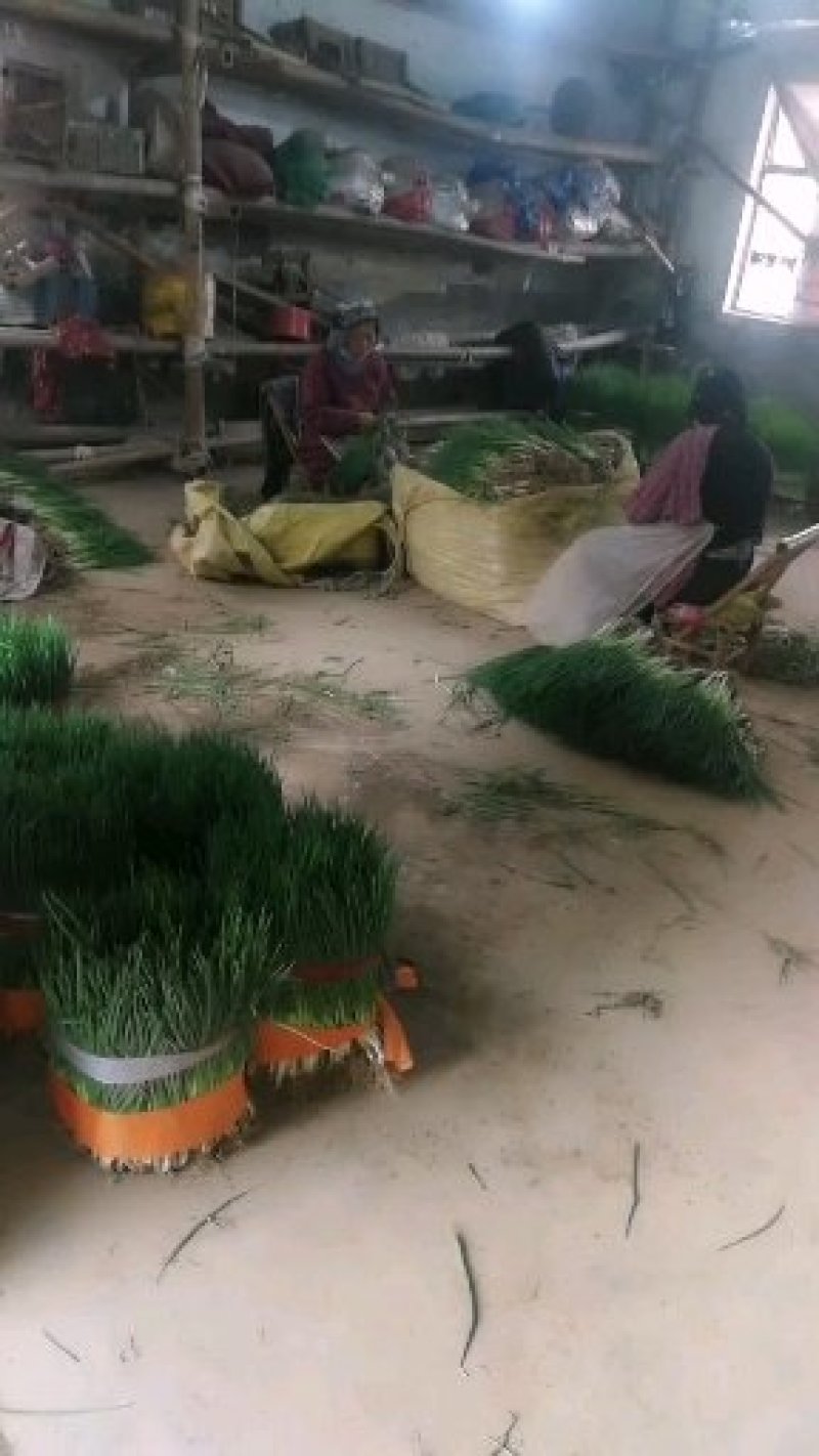 小葱，精加工新鲜本地干葱，不泡水
