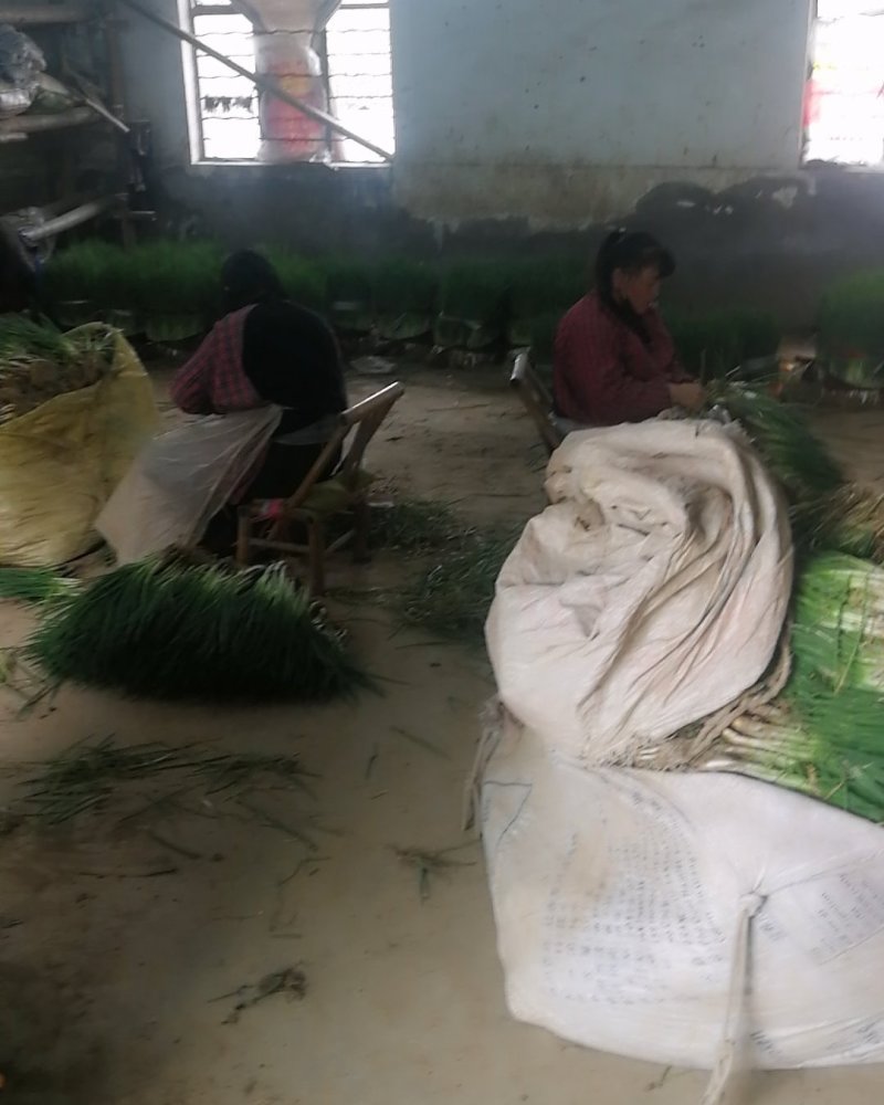 小葱，精加工新鲜本地干葱，不泡水
