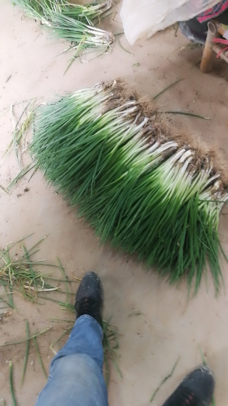 小葱，精加工新鲜本地干葱，不泡水
