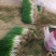 小葱，精加工新鲜本地干葱，不泡水