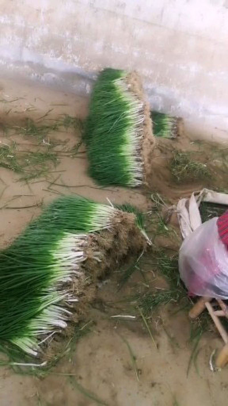 小葱，精加工新鲜本地干葱，不泡水