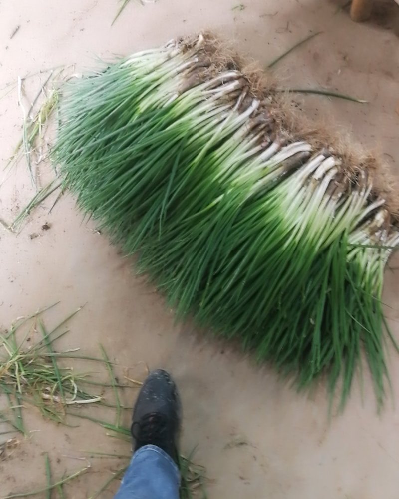 小葱，精加工新鲜本地干葱，不泡水