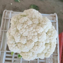 河北精品菜花。品质优。保质保量，量大从优，陆续大量上市