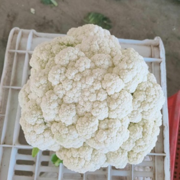 河北精品菜花。品质优。保质保量，量大从优，陆续大量上市