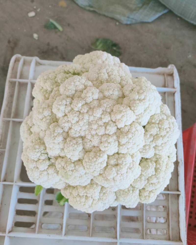 河北精品菜花。品质优。保质保量，量大从优，陆续大量上市