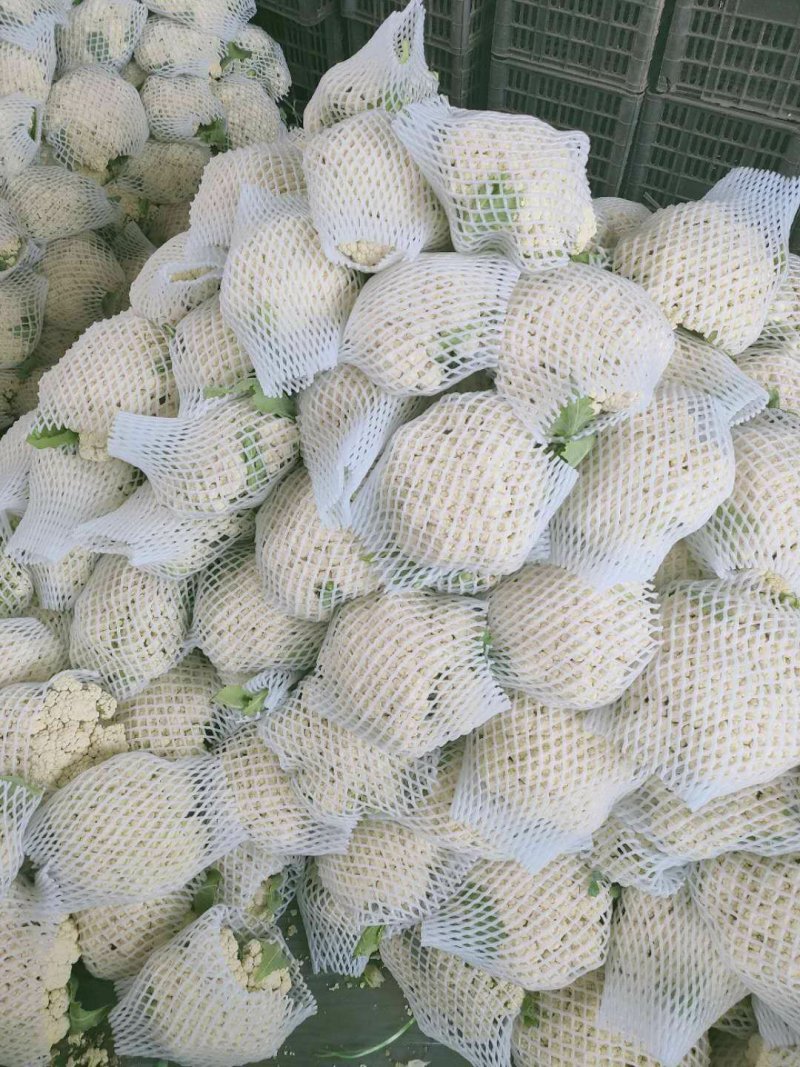 河北精品菜花。品质优。保质保量，量大从优，陆续大量上市