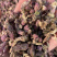 款冬花冬瓜炙冬花批发各种中药材量大从优