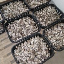 邢台精品食用菌鲜平菇，产地直发，保质保量，欢迎选购