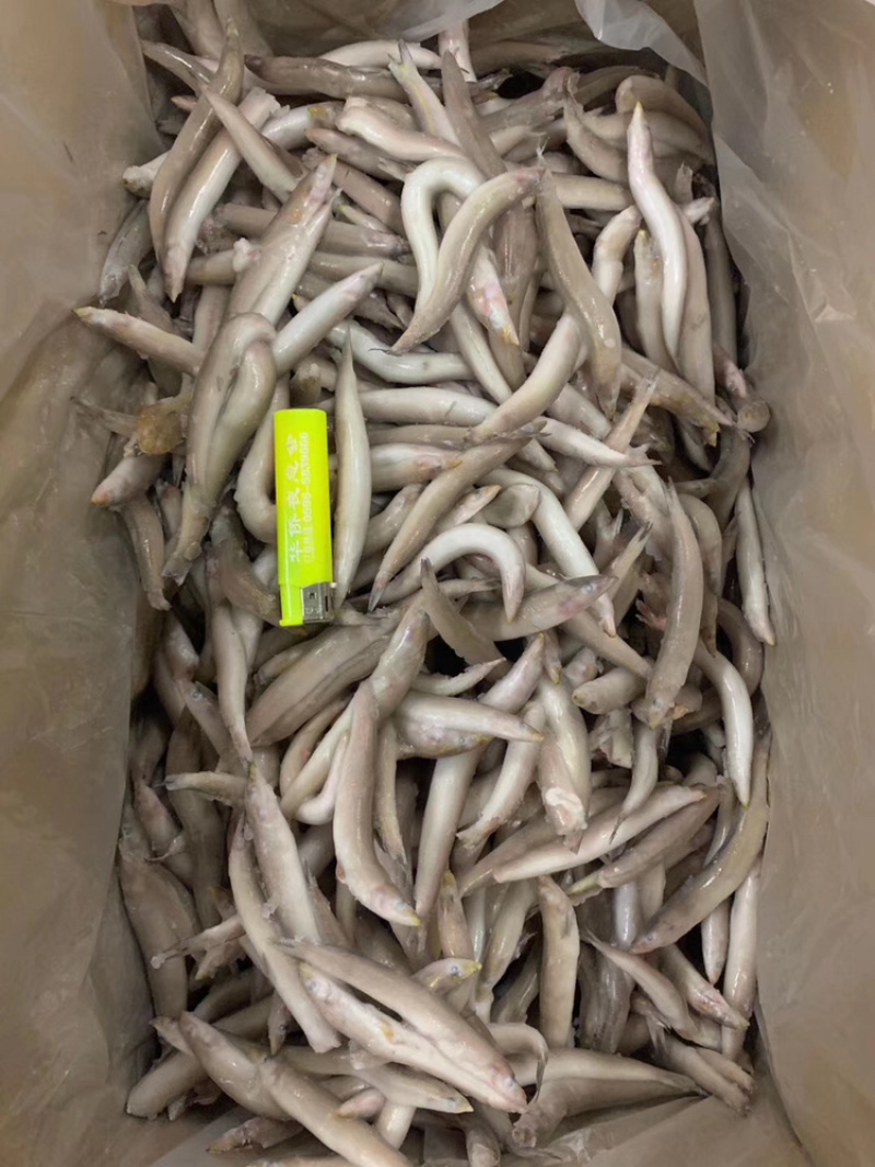 单冻海泥鳅玉筋鱼有量有价，品质保证质量好