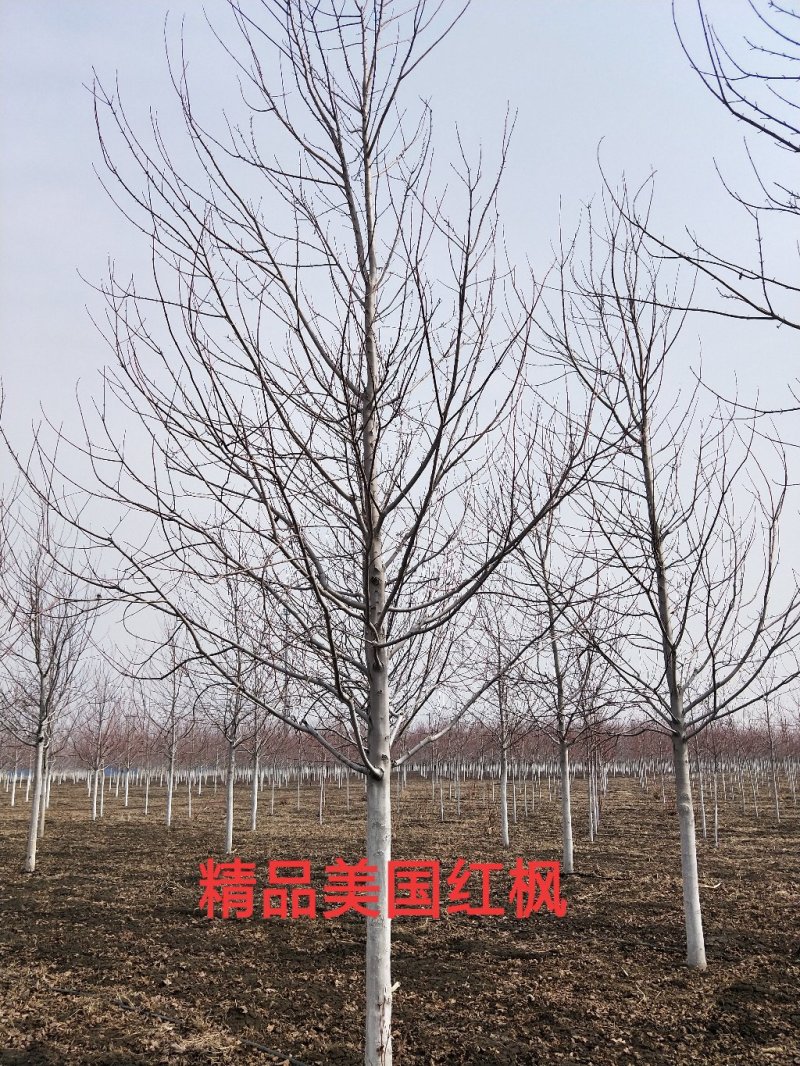 东北抗寒美国红枫胸径6～12公分一级树红枫盆景苗