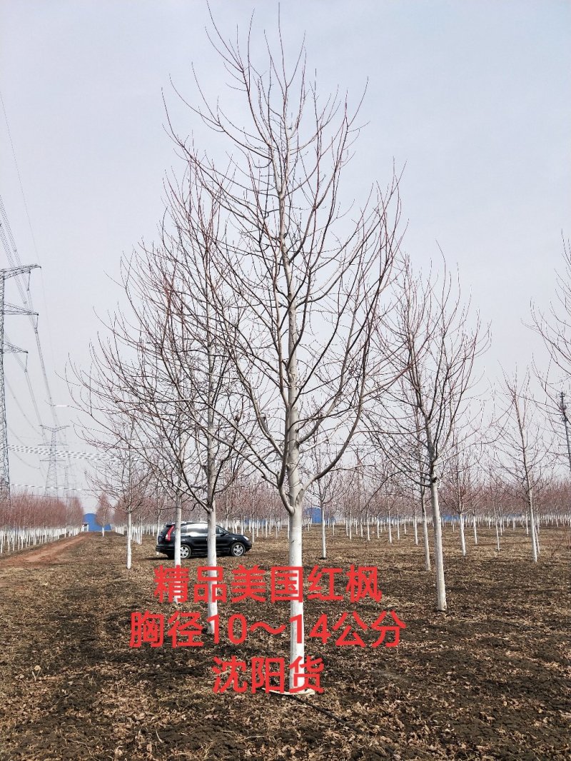 东北抗寒美国红枫胸径6～12公分一级树红枫盆景苗