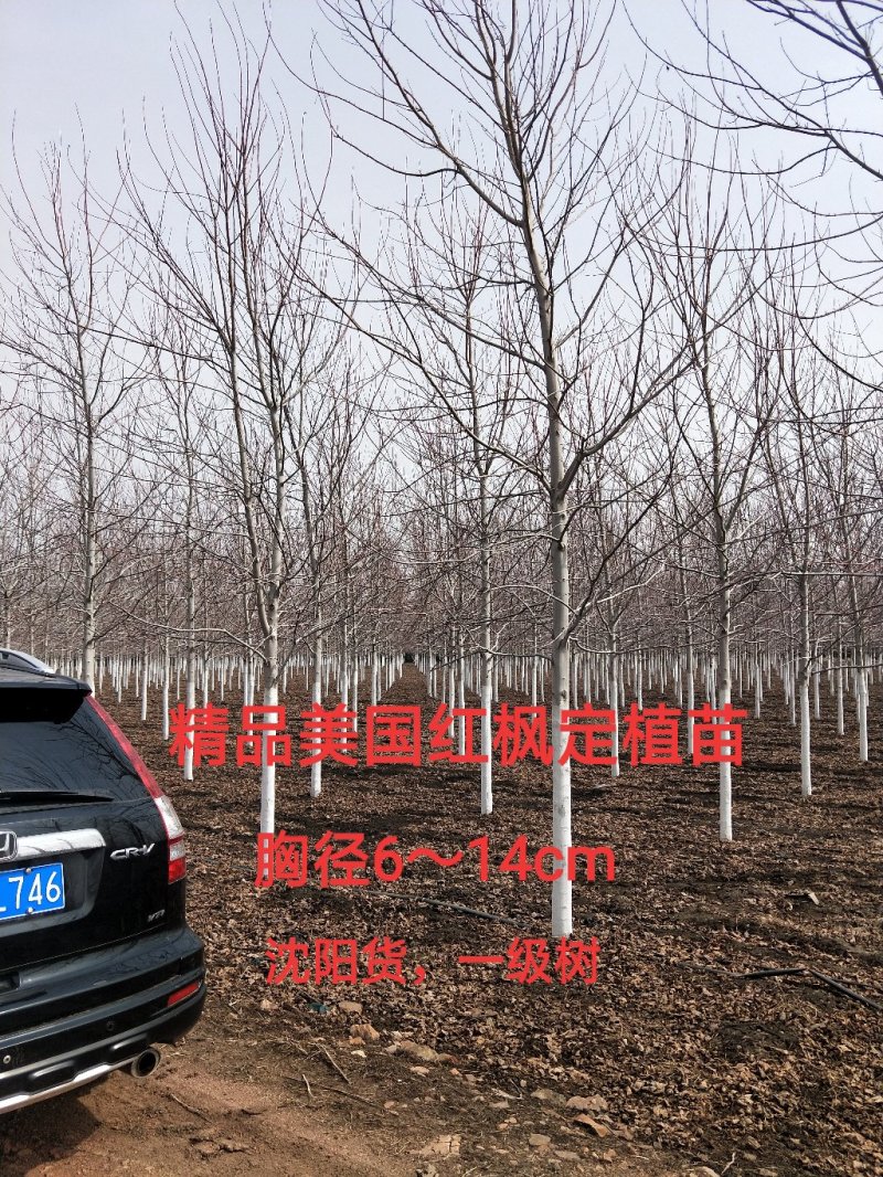 东北抗寒美国红枫胸径6～12公分一级树红枫盆景苗