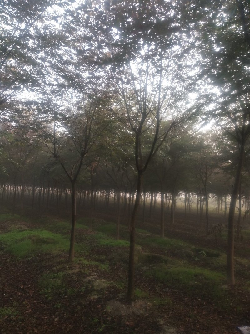 自家苗圃，规格齐全，量大优惠保质保量欢迎选购