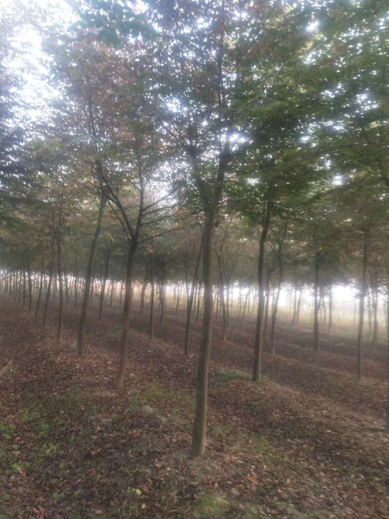 自家苗圃，规格齐全，量大优惠保质保量欢迎选购