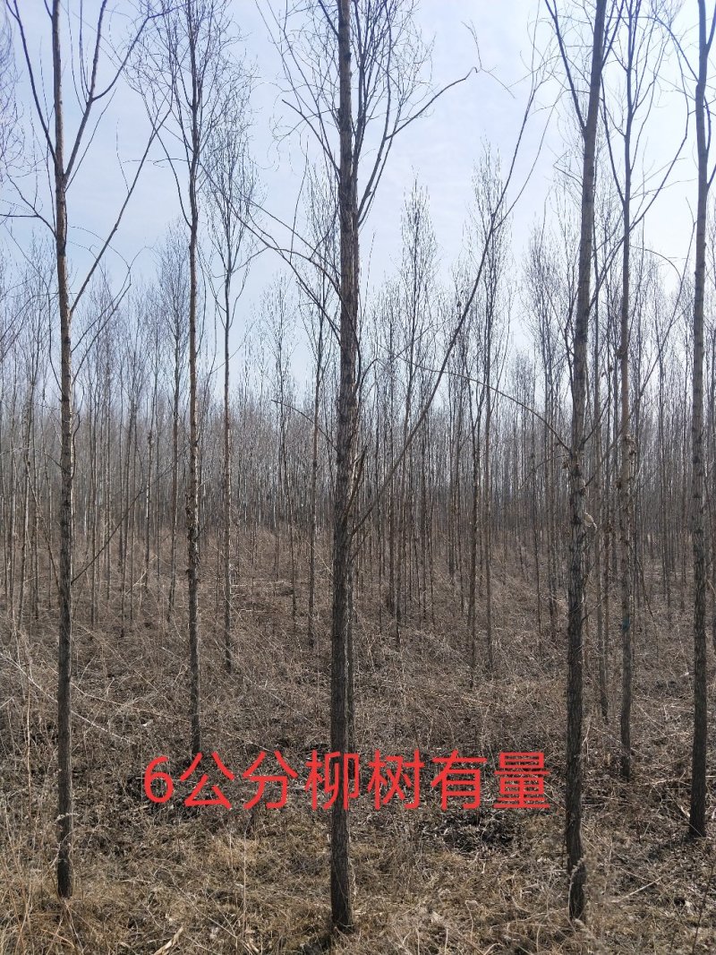 云杉常绿乔木绿化工程苗木树苗云杉小苗盆栽苗绿化庭院行道树