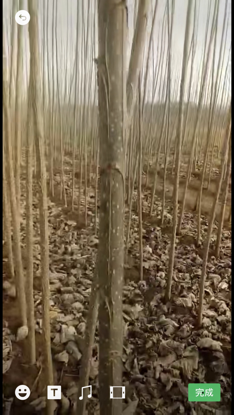 杨树苗