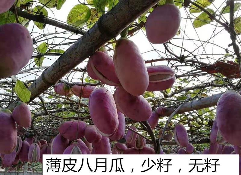 八月瓜苗八月炸大苗无籽少籽改良品种八月瓜紫宝三号