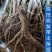 八月瓜苗八月炸大苗无籽少籽改良品种八月瓜紫宝三号