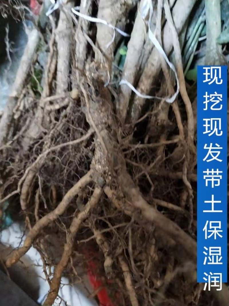 八月瓜苗八月炸大苗无籽少籽改良品种八月瓜紫宝三号