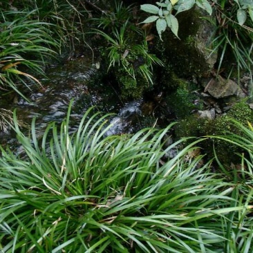 石菖蒲-野生石菖蒲，无污染水源