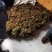 露天红油香椿，价格波动大，依当天价格为准，不支持一件代发