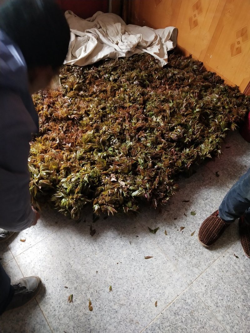 露天红油香椿，价格波动大，依当天价格为准，不支持一件代发