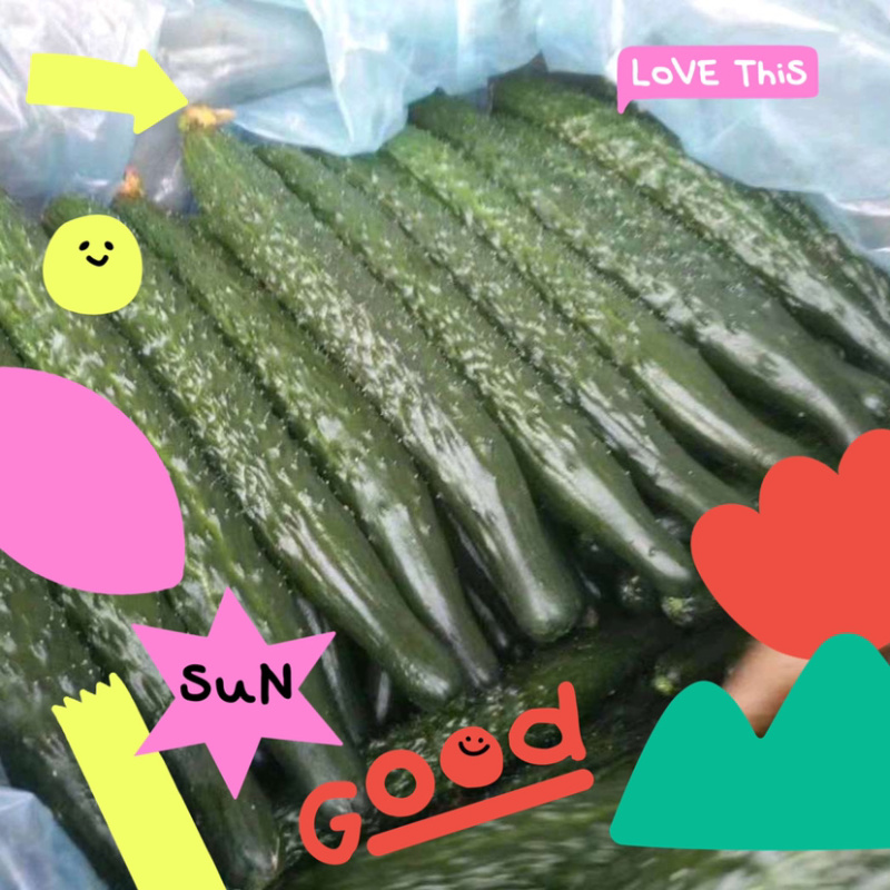 万亩密刺黄瓜，鲜花带刺22-25公分，货源充足