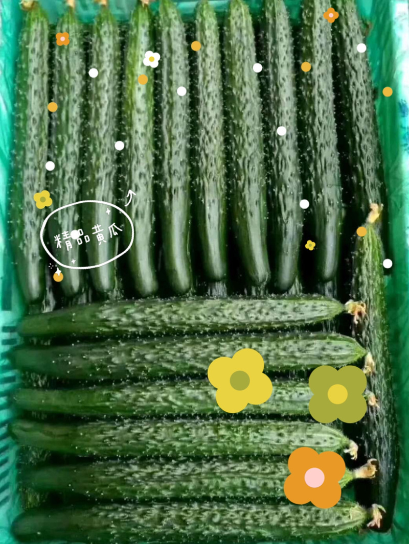 万亩密刺黄瓜，鲜花带刺22-25公分，货源充足