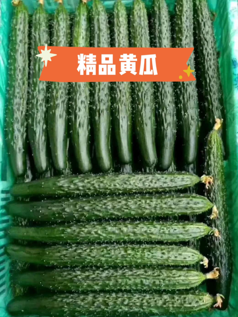 万亩密刺黄瓜，鲜花带刺22-25公分，货源充足