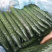 河南省夏邑县精品大棚黄瓜，保质保量，量大从优，欢迎选购