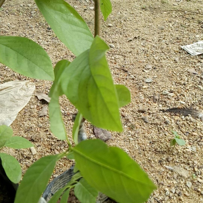 台湾释迦苗凤梨