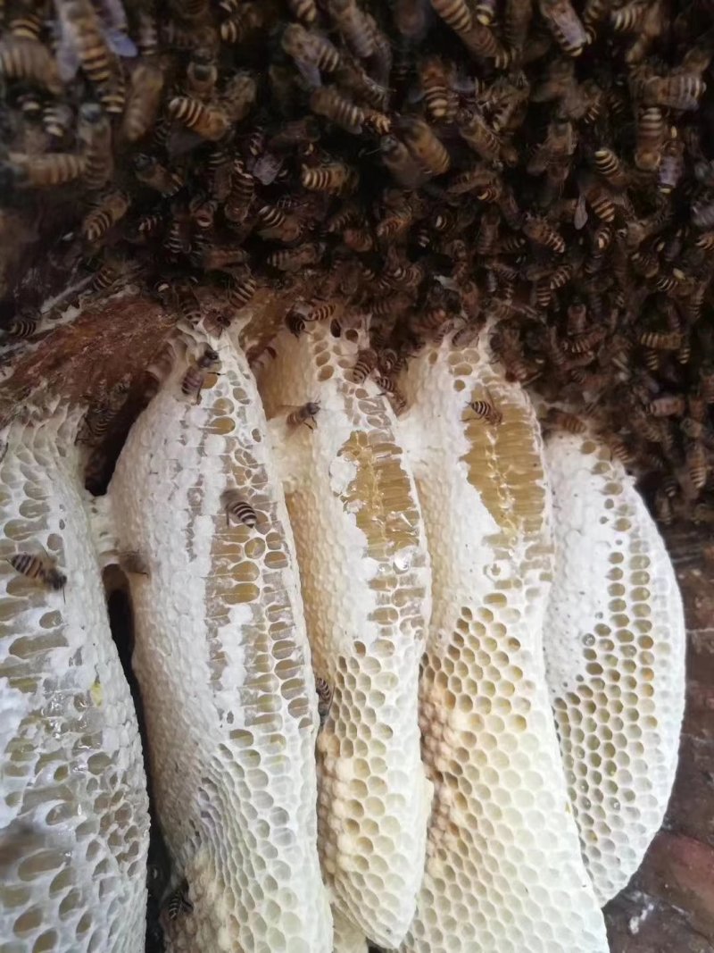 原生态蜂蜜