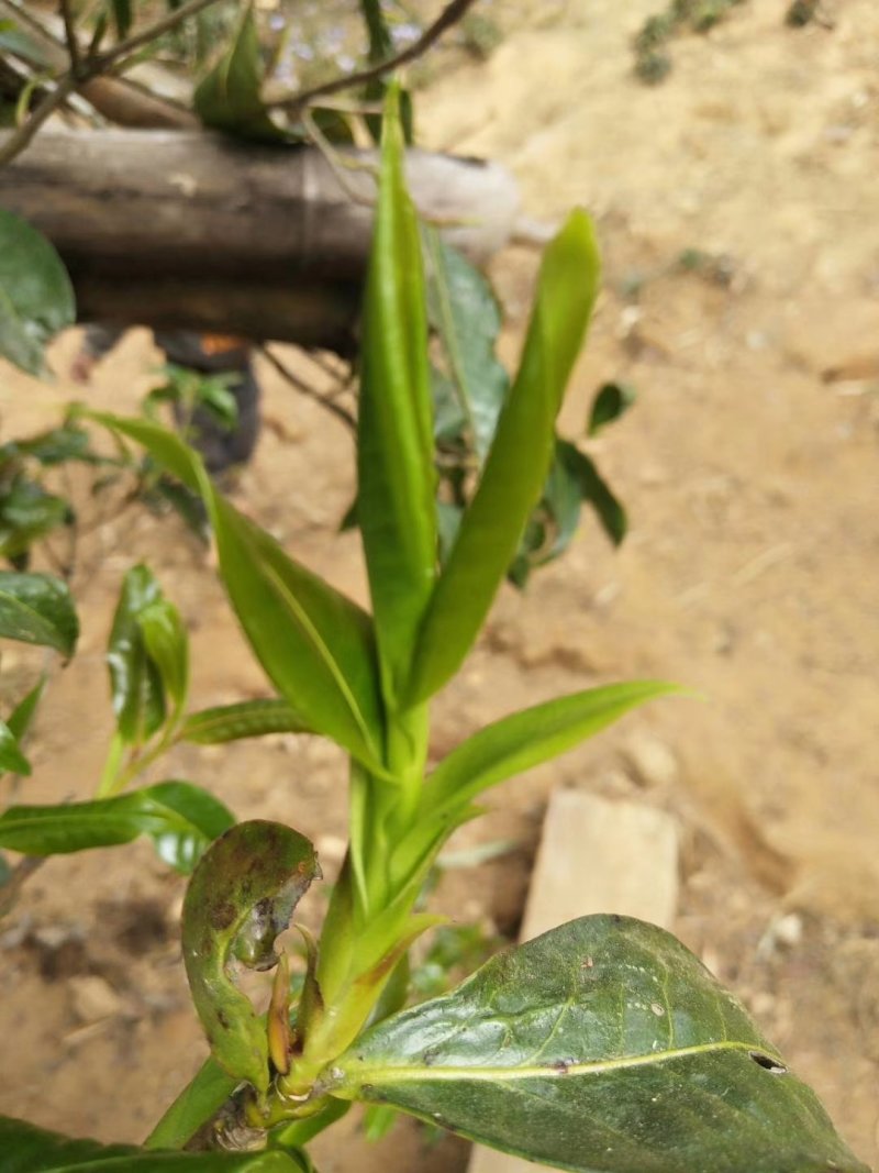 古树茶