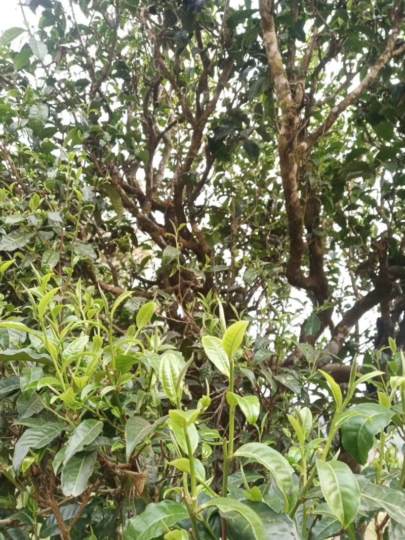 古树茶