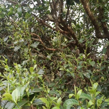 古树茶